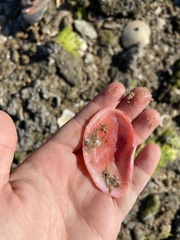 Eurytellina simulans