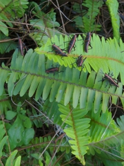 Romalea microptera