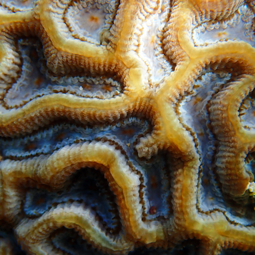 lesser star coral
