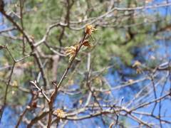 Quercus marilandica marilandica