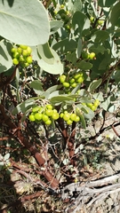 Arctostaphylos mewukka