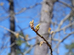 Quercus marilandica marilandica