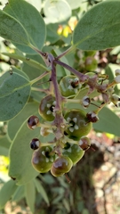 Arctostaphylos mewukka