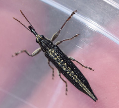 Belidae