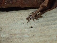 Paraphilaeus daemeli