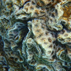 Acanthastrea