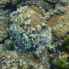 Acanthastrea