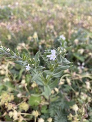 Buglossoides arvensis