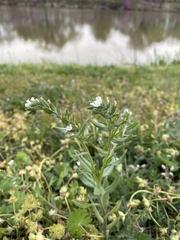 Buglossoides arvensis