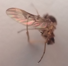 Sylvicola neozelandicus