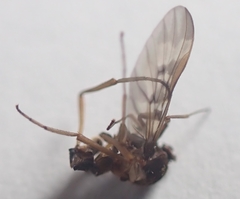 Sylvicola neozelandicus