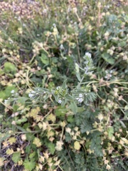 Buglossoides arvensis