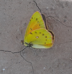 Colias lesbia