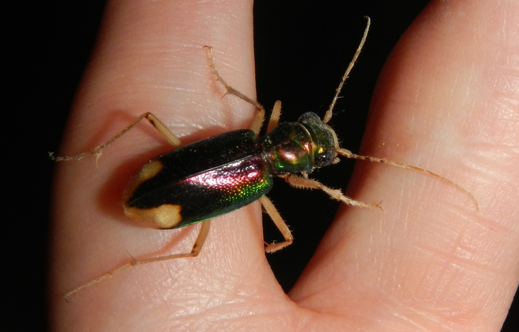 Carolina Metallic Tiger Beetle