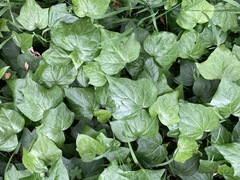 Hedera algeriensis