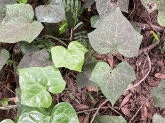 Hedera algeriensis
