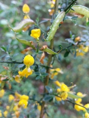 Genista falcata