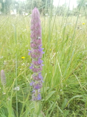 Nepeta tuberosa
