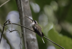 Phaethornis anthophilus