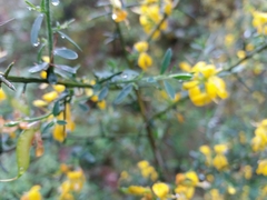 Genista falcata