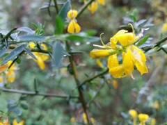 Genista falcata