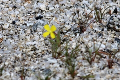 Camissoniopsis pallida