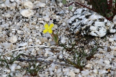 Camissoniopsis pallida