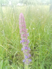 Nepeta tuberosa