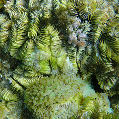 Fimbriaphyllia ancora