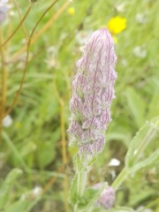 Nepeta tuberosa