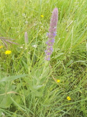 Nepeta tuberosa