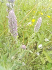 Nepeta tuberosa