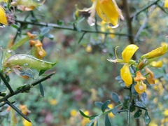 Genista falcata