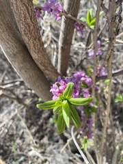 Daphne mezereum