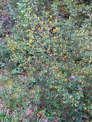 Genista falcata
