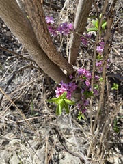 Daphne mezereum