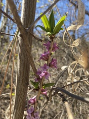 Daphne mezereum
