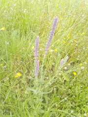 Nepeta tuberosa