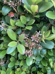 Rhaphiolepis indica