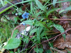 Omphalodes nitida