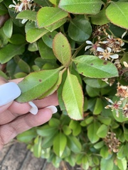 Rhaphiolepis indica