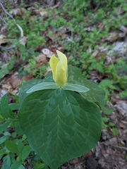 Trillium luteum
