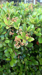 Rhaphiolepis indica