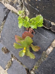 Phedimus kamtschaticus