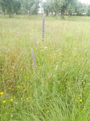 Nepeta tuberosa