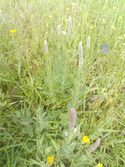 Nepeta tuberosa