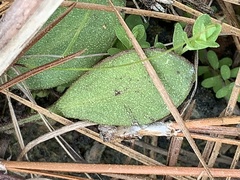 Erigeron vernus