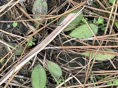 Erigeron vernus