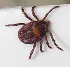 Rhipicephalus maculatus