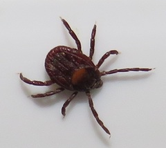 Rhipicephalus maculatus